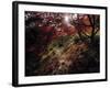 Acer Tree in Autumn-Jon Arnold-Framed Photographic Print