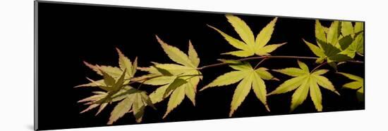 Acer Tree Leaves-Charles Bowman-Mounted Photographic Print