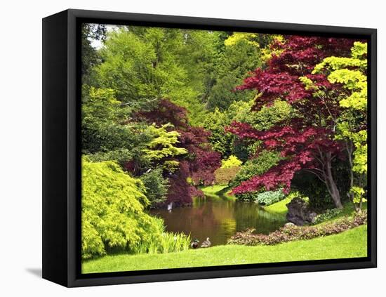 Acer Trees and Pond in Sunshine, Gardens of Villa Melzi, Bellagio, Lake Como, Lombardy, Italy-Peter Barritt-Framed Stretched Canvas