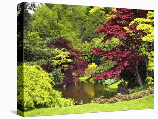 Acer Trees and Pond in Sunshine, Gardens of Villa Melzi, Bellagio, Lake Como, Lombardy, Italy-Peter Barritt-Stretched Canvas