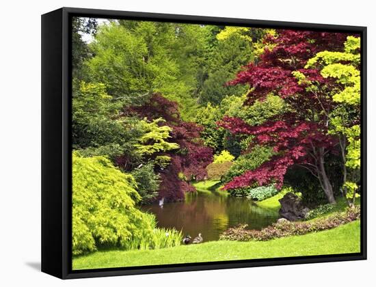 Acer Trees and Pond in Sunshine, Gardens of Villa Melzi, Bellagio, Lake Como, Lombardy, Italy-Peter Barritt-Framed Stretched Canvas