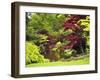 Acer Trees and Pond in Sunshine, Gardens of Villa Melzi, Bellagio, Lake Como, Lombardy, Italy-Peter Barritt-Framed Photographic Print