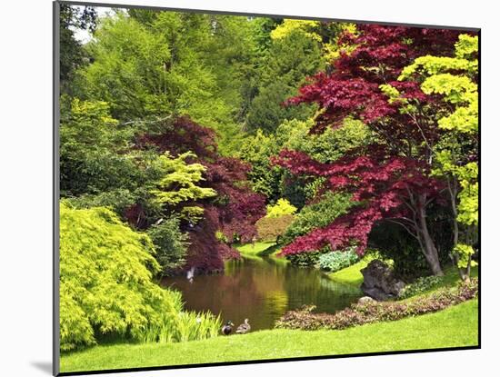 Acer Trees and Pond in Sunshine, Gardens of Villa Melzi, Bellagio, Lake Como, Lombardy, Italy-Peter Barritt-Mounted Photographic Print
