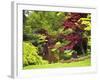 Acer Trees and Pond in Sunshine, Gardens of Villa Melzi, Bellagio, Lake Como, Lombardy, Italy-Peter Barritt-Framed Photographic Print