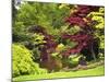 Acer Trees and Pond in Sunshine, Gardens of Villa Melzi, Bellagio, Lake Como, Lombardy, Italy-Peter Barritt-Mounted Photographic Print