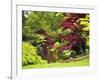 Acer Trees and Pond in Sunshine, Gardens of Villa Melzi, Bellagio, Lake Como, Lombardy, Italy-Peter Barritt-Framed Photographic Print