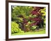 Acer Trees and Pond in Sunshine, Gardens of Villa Melzi, Bellagio, Lake Como, Lombardy, Italy-Peter Barritt-Framed Photographic Print