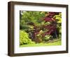 Acer Trees and Pond in Sunshine, Gardens of Villa Melzi, Bellagio, Lake Como, Lombardy, Italy-Peter Barritt-Framed Photographic Print