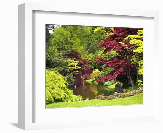 Acer Trees and Pond in Sunshine, Gardens of Villa Melzi, Bellagio, Lake Como, Lombardy, Italy-Peter Barritt-Framed Photographic Print