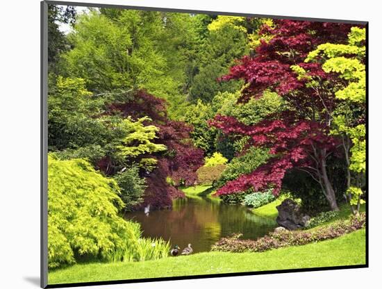 Acer Trees and Pond in Sunshine, Gardens of Villa Melzi, Bellagio, Lake Como, Lombardy, Italy-Peter Barritt-Mounted Photographic Print