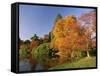 Acer Trees in Autumn, Sheffield Park, Sussex, England, United Kingdom-Michael Busselle-Framed Stretched Canvas