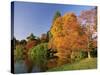 Acer Trees in Autumn, Sheffield Park, Sussex, England, United Kingdom-Michael Busselle-Stretched Canvas