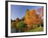 Acer Trees in Autumn, Sheffield Park, Sussex, England, United Kingdom-Michael Busselle-Framed Photographic Print