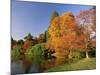 Acer Trees in Autumn, Sheffield Park, Sussex, England, United Kingdom-Michael Busselle-Mounted Photographic Print