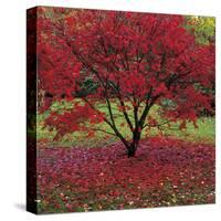 Acer-Bent Rej-Stretched Canvas