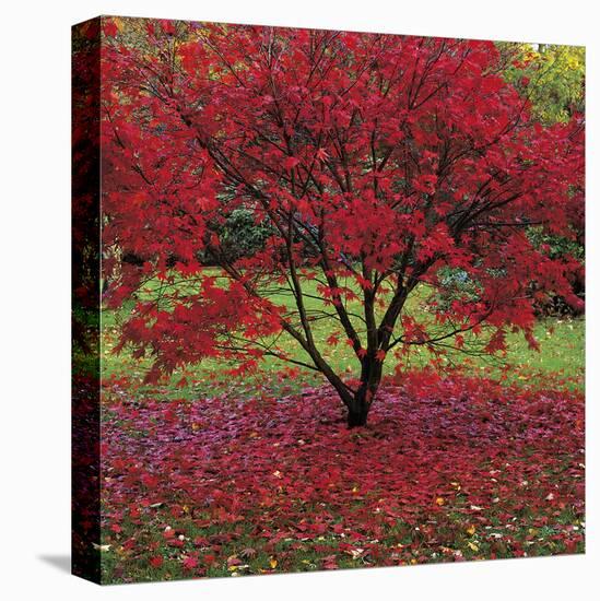 Acer-Bent Rej-Stretched Canvas