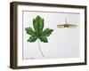 Aceraceae - Leaves and Fruits Samara, Keys of Field Maple Acer Campestre-null-Framed Giclee Print