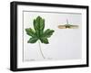 Aceraceae - Leaves and Fruits Samara, Keys of Field Maple Acer Campestre-null-Framed Giclee Print