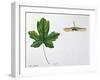 Aceraceae - Leaves and Fruits Samara, Keys of Field Maple Acer Campestre-null-Framed Giclee Print