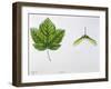 Aceraceae - Leaves and Fruits Samara, Keys of Italian Maple Acer Opalus-null-Framed Giclee Print