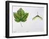 Aceraceae - Leaves and Fruits Samara, Keys of Italian Maple Acer Opalus-null-Framed Giclee Print