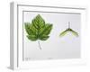 Aceraceae - Leaves and Fruits Samara, Keys of Italian Maple Acer Opalus-null-Framed Giclee Print