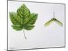 Aceraceae - Leaves and Fruits Samara, Keys of Italian Maple Acer Opalus-null-Mounted Giclee Print