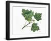 Aceraceae, Leaves of Norway Maple Acer Platanoides-null-Framed Giclee Print