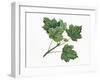 Aceraceae, Leaves of Norway Maple Acer Platanoides-null-Framed Giclee Print