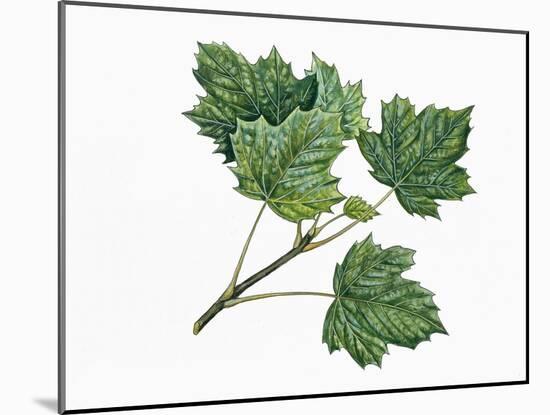 Aceraceae, Leaves of Norway Maple Acer Platanoides-null-Mounted Giclee Print