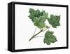 Aceraceae, Leaves of Norway Maple Acer Platanoides-null-Framed Stretched Canvas