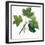 Aceraceae, Leaves of Sycamore Maple Acer Pseudoplatanus-null-Framed Giclee Print