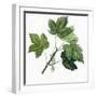 Aceraceae, Leaves of Sycamore Maple Acer Pseudoplatanus-null-Framed Giclee Print