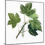 Aceraceae, Leaves of Sycamore Maple Acer Pseudoplatanus-null-Mounted Giclee Print