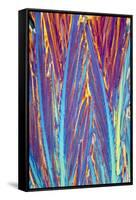 Acetylcholine Crystals, Light Micrograph-David Parker-Framed Stretched Canvas