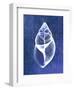 Achatina Shell (indigo)-Bert Myers-Framed Art Print