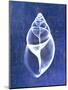 Achatina Shell (indigo)-Bert Myers-Mounted Art Print