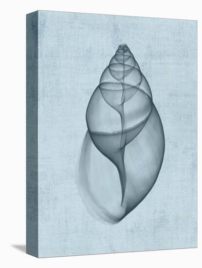 Achatina Shell (light blue)-Bert Myers-Stretched Canvas