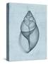 Achatina Shell (light blue)-Bert Myers-Stretched Canvas