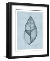 Achatina Shell (light blue)-Bert Myers-Framed Art Print