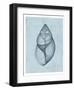 Achatina Shell (light blue)-Bert Myers-Framed Art Print