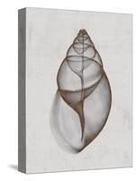 Achatina Shell-Bert Myers-Stretched Canvas