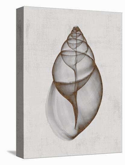 Achatina Shell-Bert Myers-Stretched Canvas