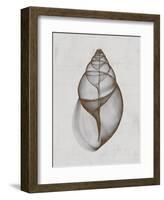 Achatina Shell-Bert Myers-Framed Art Print