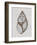 Achatina Shell-Bert Myers-Framed Art Print