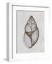 Achatina Shell-Bert Myers-Framed Art Print