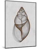 Achatina Shell-Bert Myers-Mounted Art Print