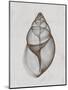 Achatina Shell-Bert Myers-Mounted Art Print