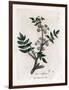Ache False Watercress - Creeping Water Parsnip, Sium Nodiflorum. Handcoloured Copperplate Engraving-James Sowerby-Framed Giclee Print