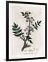Ache False Watercress - Creeping Water Parsnip, Sium Nodiflorum. Handcoloured Copperplate Engraving-James Sowerby-Framed Giclee Print